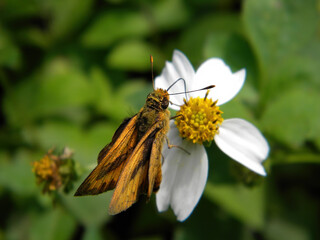 Close up shot of a Fiery skipper butterfly on a flower