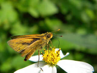 Close up shot of a Fiery skipper butterfly on a flower