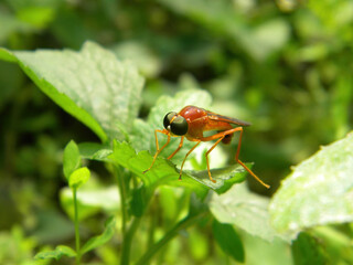 Close up shot of a Ptecticus trivittatus on leaf