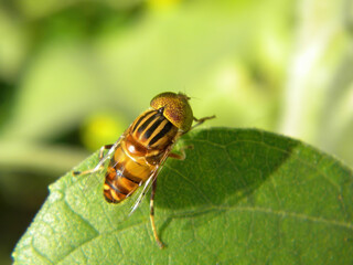 Close up shot of a Eristalinus taeniops on a leaf