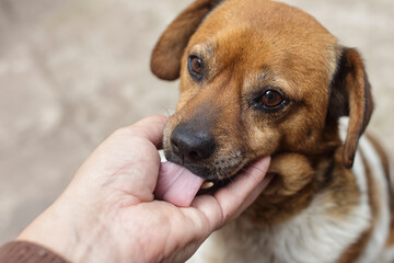Sweet-faced dog licking a hand