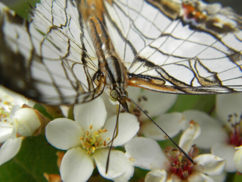 Close up shot of a Common mapwing eating a flower