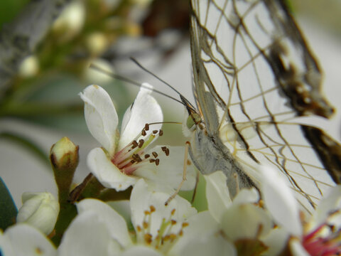Close up shot of a Common mapwing eating a flower