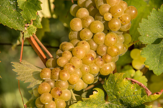 close up of bunch of muscat grapes with the characteristic speckles