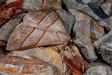 Close up shot of a Hylesia moth in Highland Experimental Farm, National Taiwan University