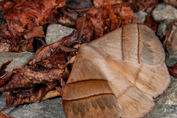 Close up shot of a Hylesia moth in Highland Experimental Farm, National Taiwan University