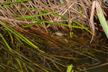 Close up shot of the Toad in Highland Experimental Farm, National Taiwan University