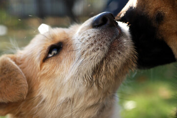 Puppy cuddling to another dog