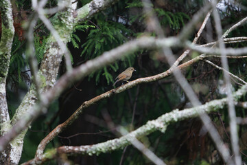 Close up shot of a White-tailed robin resting on the brunch