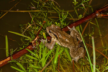 Close up shot of the Toad in Highland Experimental Farm, National Taiwan University