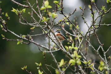 Close up shot of a Black-throated bushtit resting on the brunch