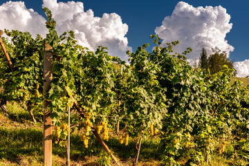 Muscat grape vineyard with saturated blue sky and spectacular white clouds