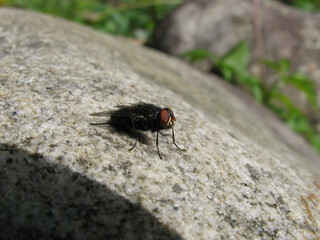 Close up shot of a fly resting on a rock
