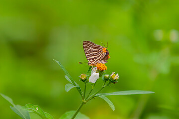 Close up shot of spindasis butterfly on a flower