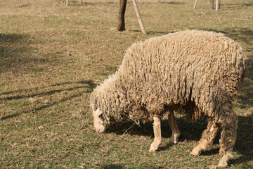 Fototapeta premium Close up shot of a cute sheep in Green Forest