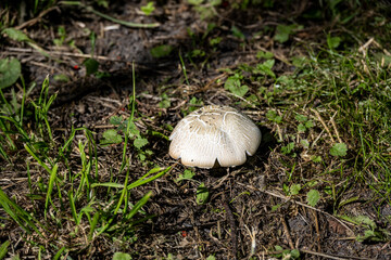 porcini mushroom on green grass in city park