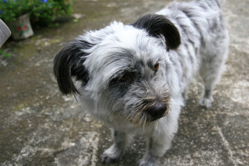 Close up shot of a cute Terrier dog on ground