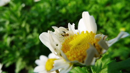 Obraz premium Close up shot of a Araneus eating fly on a flower