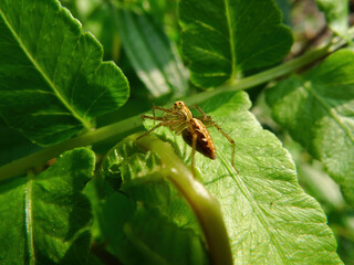 Close up shot of a Striped lynx spider on a leaf