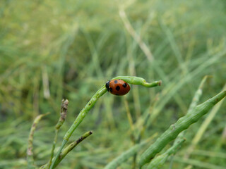 Close up shot of a Seven-spot ladybird on a leaf