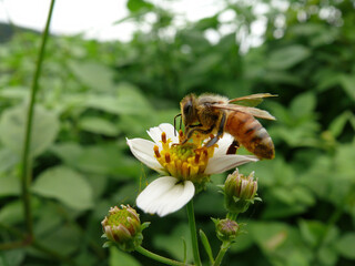 Close up shot of a bee working on flower