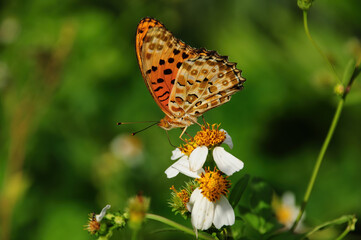 Close up shot of Asian comma butterfly