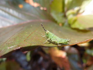 Close up shot of grasshopper on a leaf