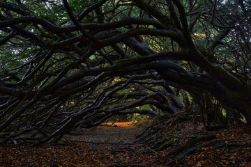 Obraz premium Yew tree tunnel on the Traquair House estate, Innerleithen, Scottish Borders, UK