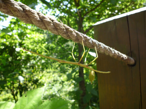 Close up shot of a Phasmatodea