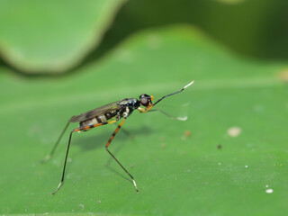 Close up shot of a Ptecticus trivittatus on leaf