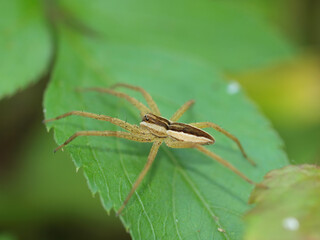 Close up shot of the Raft spider in Queens Town