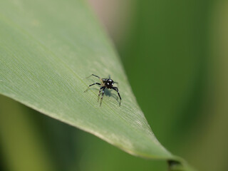 Close up shot of Cosmophasis in Queens Town