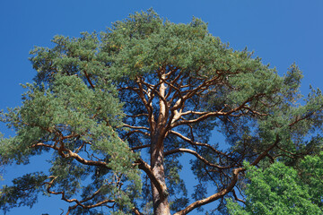 Top of the tree from below, giant karelian pine in contrast sunlight