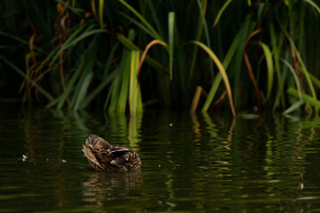 Duck cleaning himself green aqua plant  tropical