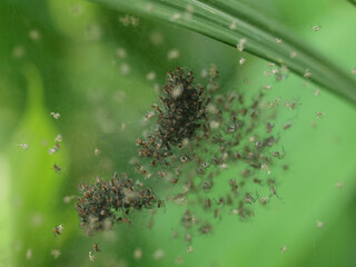 Close up shot of many baby spiders on net in Queens Town