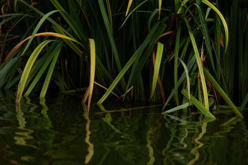 Leaf green leaf lake aqua plant