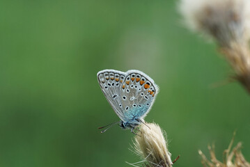 Nahansicht eines Schmetterlings - Bläuling