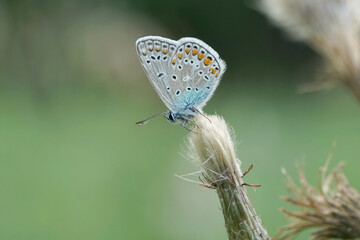 Nahansicht eines Schmetterlings - Bläuling
