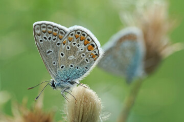 Nahansicht eines Schmetterlings - Bläuling
