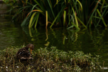 Duck cleaning himself green aqua plant  tropical