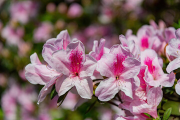 Close up shot of the beautiful Azalea blossom