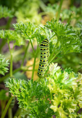 Closeup of green, black and yellow eastern swallowtail caterpillar eating curly leaf parsley in outdoor garden 