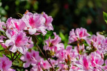 Close up shot of the beautiful Azalea blossom