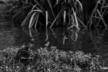 Duck cleaning himself green aqua plant  tropical