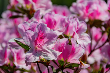 Close up shot of the beautiful Azalea blossom