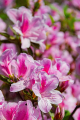 Fototapeta na wymiar Close up shot of the beautiful Azalea blossom