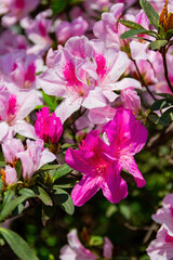 Fototapeta premium Close up shot of the beautiful Azalea blossom