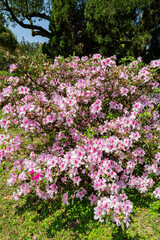 Close up shot of the beautiful Azalea blossom