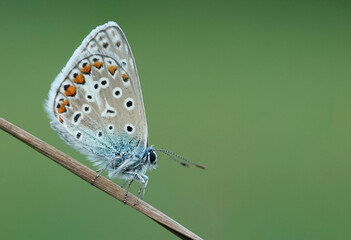 Nahansicht eines Schmetterlings - Bläuling