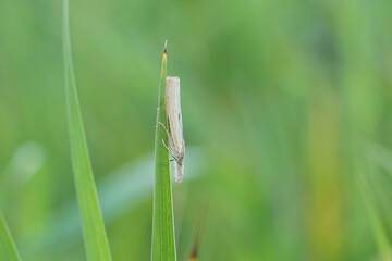 Nahansicht eines weißen Graszünsler